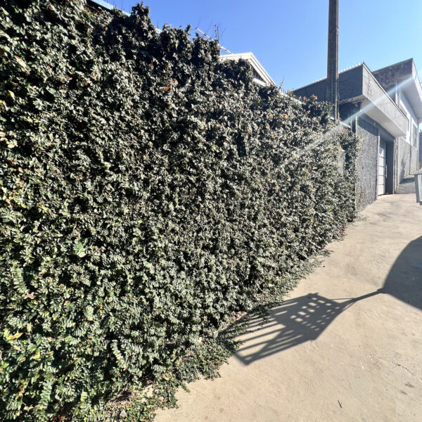 Casa térrea à venda - Parque União - Imagem 19