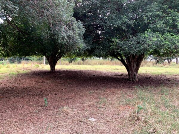 Chácara à venda - Tibiriça (Próximo a Bauru) - Imagem 24